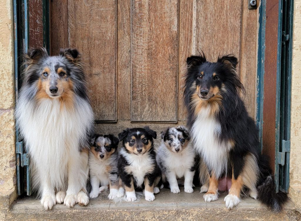 chiot Shetland Sheepdog Des Plaines De La Renardière