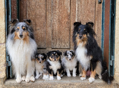 Des Plaines De La Renardière - Shetland Sheepdog - Portée née le 24/08/2024