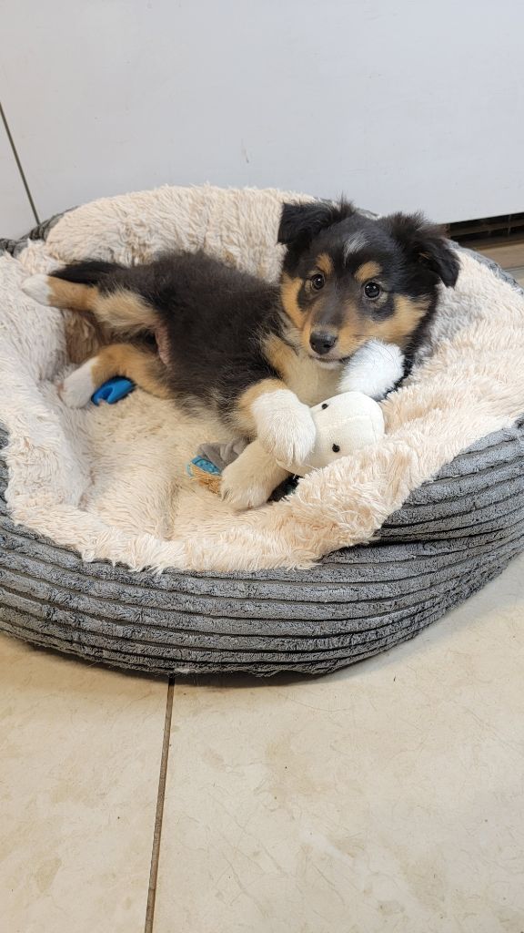 Des Plaines De La Renardière - Chiot disponible  - Shetland Sheepdog