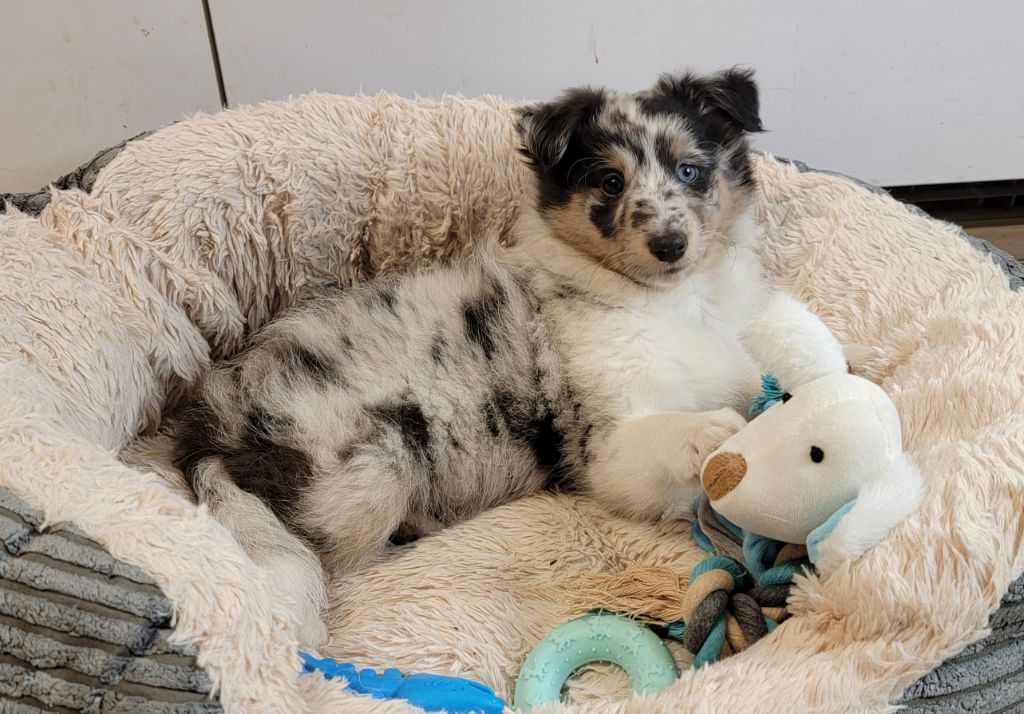 Des Plaines De La Renardière - Chiot disponible  - Shetland Sheepdog